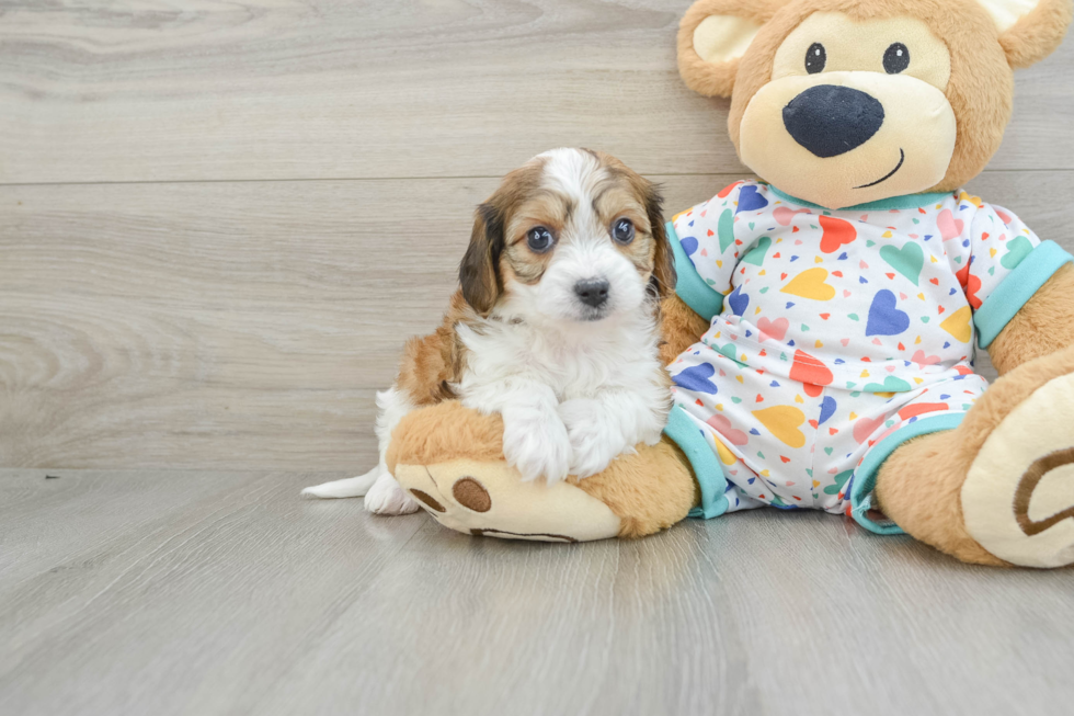 Cavachon Pup Being Cute