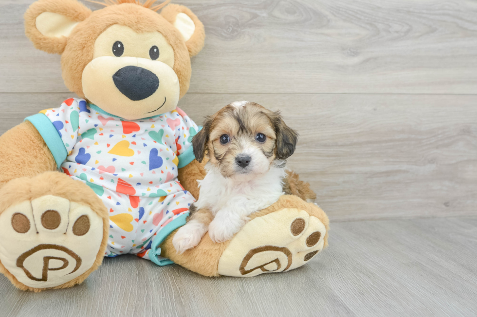 Cavachon Pup Being Cute