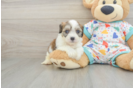 Best Cavachon Baby