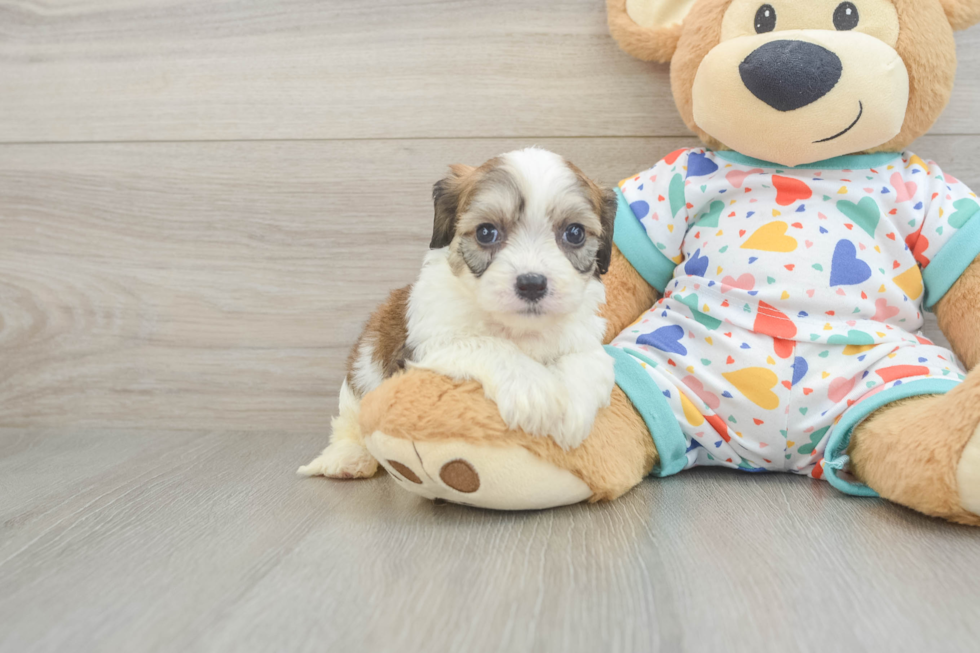 Best Cavachon Baby