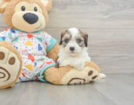 6 week old Cavachon Puppy For Sale - Simply Southern Pups
