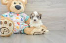 Cavachon Puppy for Adoption