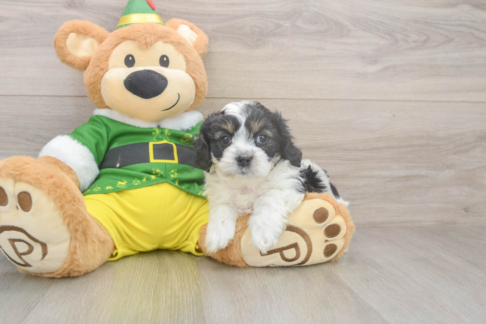 Cavachon Puppy for Adoption