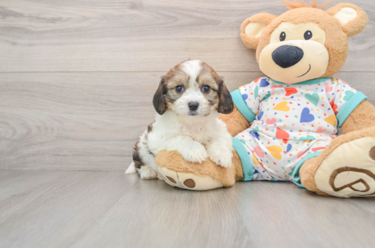 Smart Cavachon Designer Pup