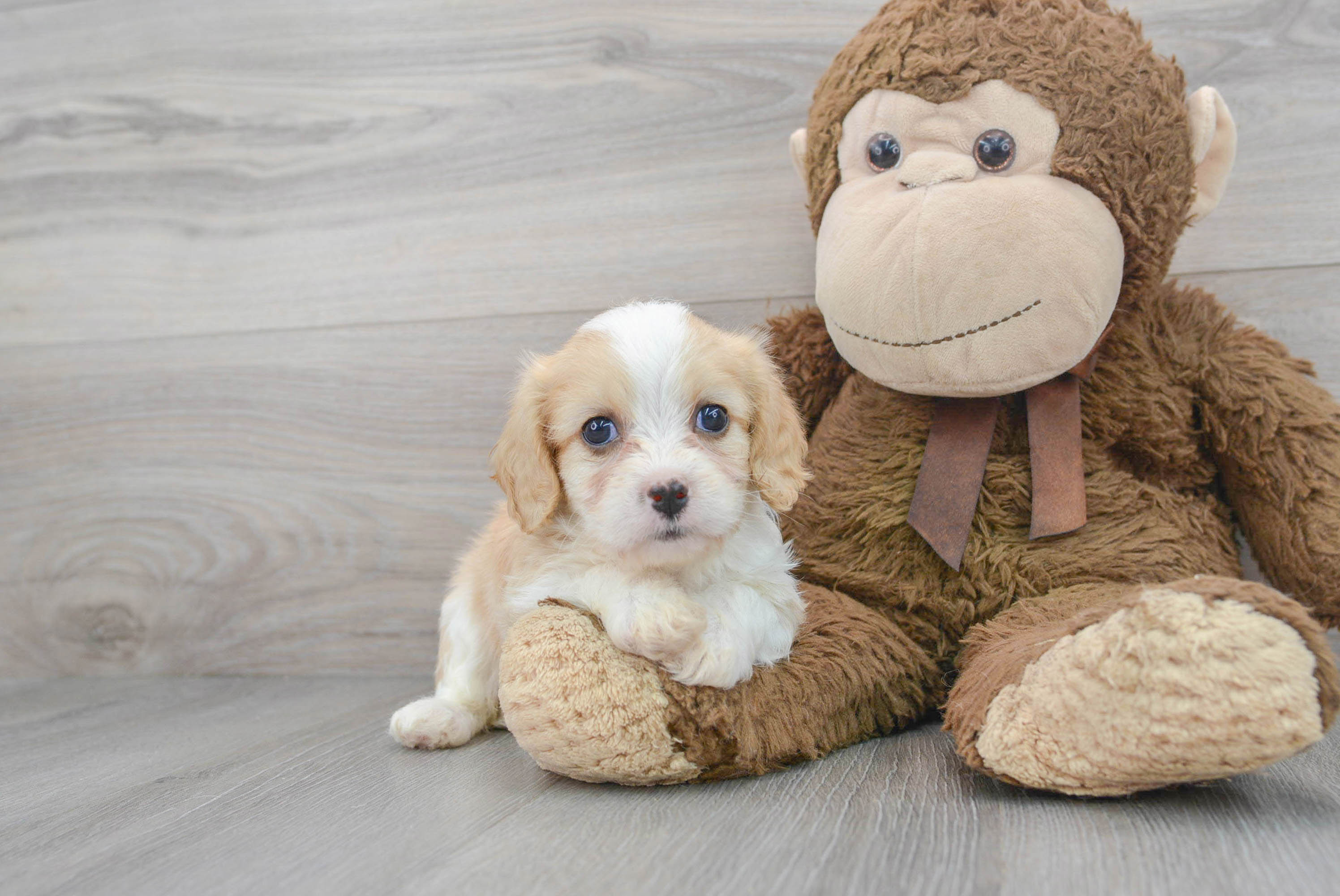 Cute Cavachon Claudia 4lb 3oz Designer Puppy