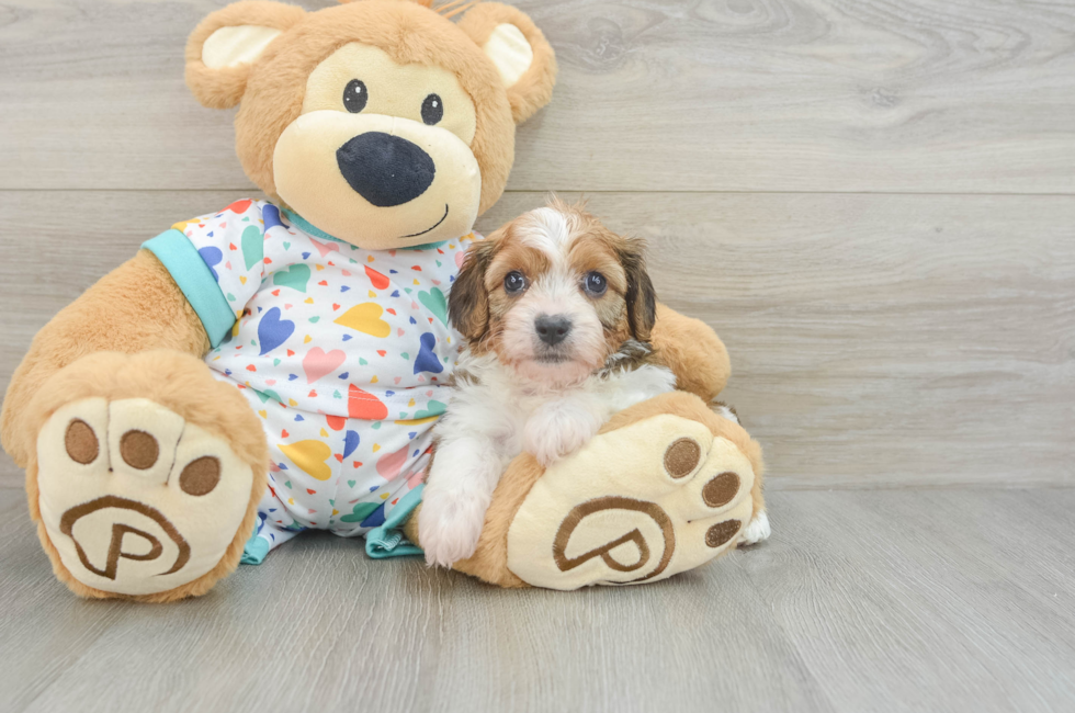 5 week old Cavachon Puppy For Sale - Simply Southern Pups