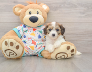 7 week old Cavachon Puppy For Sale - Simply Southern Pups