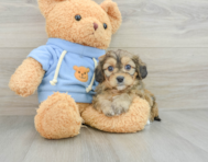 7 week old Cavachon Puppy For Sale - Simply Southern Pups