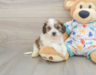 5 week old Cavachon Puppy For Sale - Simply Southern Pups