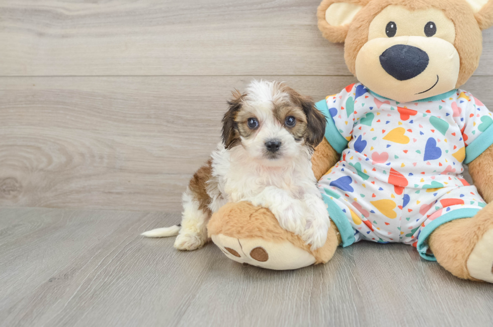 5 week old Cavachon Puppy For Sale - Simply Southern Pups