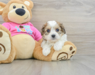 5 week old Cavachon Puppy For Sale - Simply Southern Pups