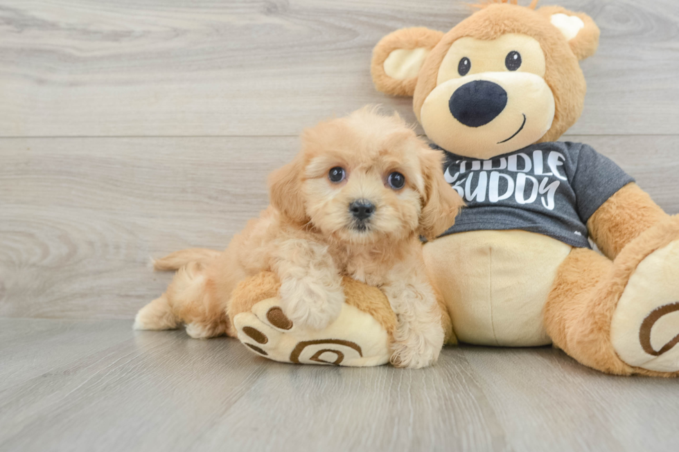 Fluffy Cavachon Designer Pup