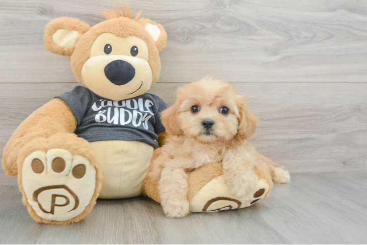 Funny Cavachon Designer Pup