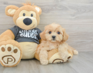 9 week old Cavachon Puppy For Sale - Simply Southern Pups