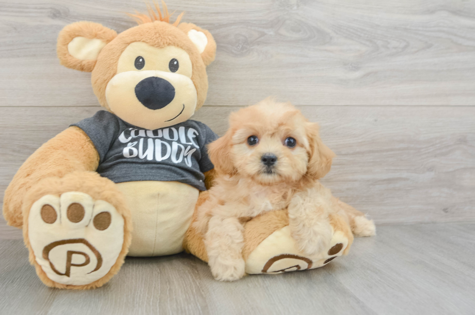 9 week old Cavachon Puppy For Sale - Simply Southern Pups