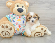5 week old Cavachon Puppy For Sale - Simply Southern Pups