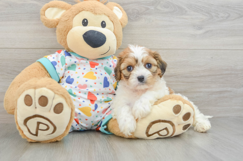 5 week old Cavachon Puppy For Sale - Simply Southern Pups