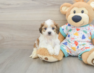 5 week old Cavachon Puppy For Sale - Simply Southern Pups