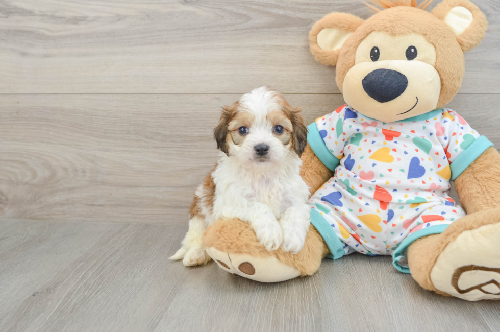 5 week old Cavachon Puppy For Sale - Simply Southern Pups