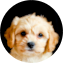 Cavachon Puppy For Sale - Simply Southern Pups