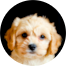 Cavachon Puppies For Sale - Simply Southern Pups