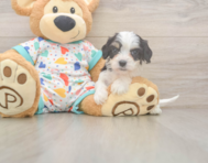 6 week old Cavachon Puppy For Sale - Simply Southern Pups