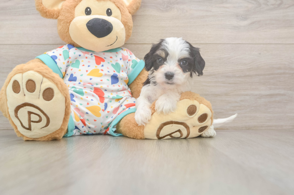 6 week old Cavachon Puppy For Sale - Simply Southern Pups