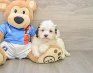 6 week old Cavachon Puppy For Sale - Simply Southern Pups