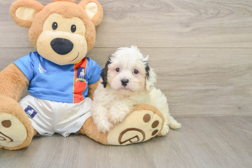 Funny Cavachon Designer Pup