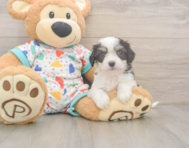 6 week old Cavachon Puppy For Sale - Simply Southern Pups