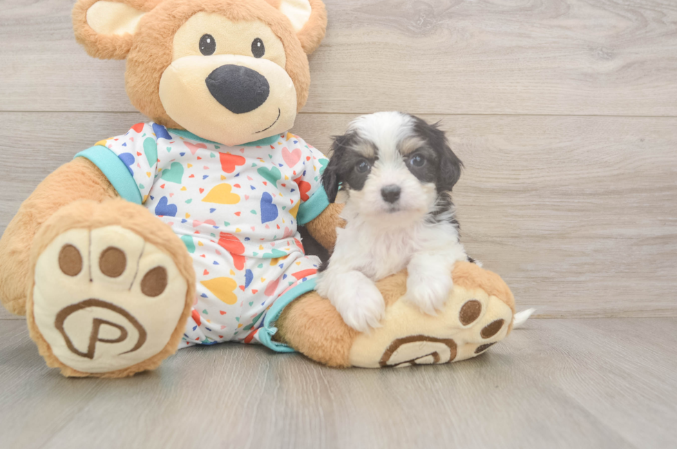 6 week old Cavachon Puppy For Sale - Simply Southern Pups