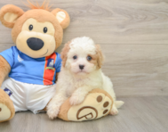 6 week old Cavachon Puppy For Sale - Simply Southern Pups