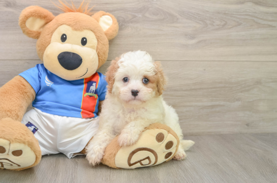 Best Cavachon Baby