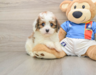 6 week old Cavachon Puppy For Sale - Simply Southern Pups
