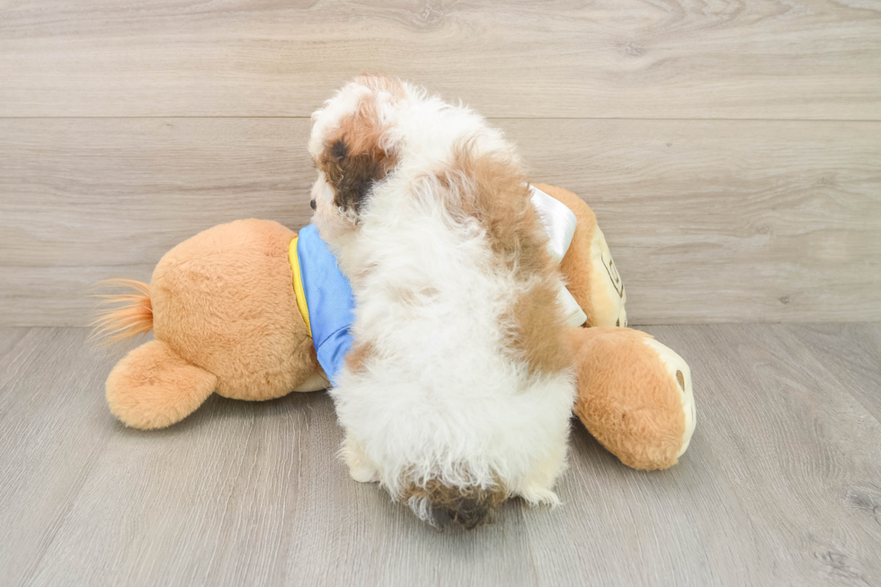 Cavachon Puppy for Adoption