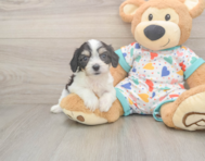 6 week old Cavachon Puppy For Sale - Simply Southern Pups