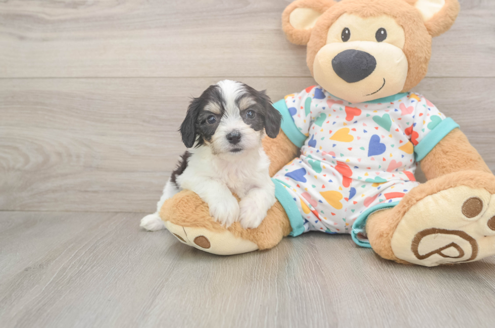6 week old Cavachon Puppy For Sale - Simply Southern Pups