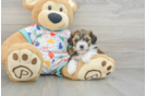 Cavachon Puppy for Adoption