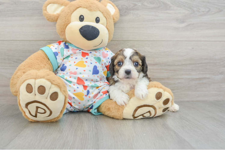 Adorable Cavalier Bichon Designer Puppy
