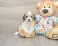 6 week old Cavachon Puppy For Sale - Simply Southern Pups