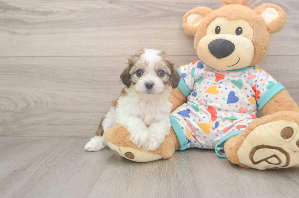 6 week old Cavachon Puppy For Sale - Simply Southern Pups