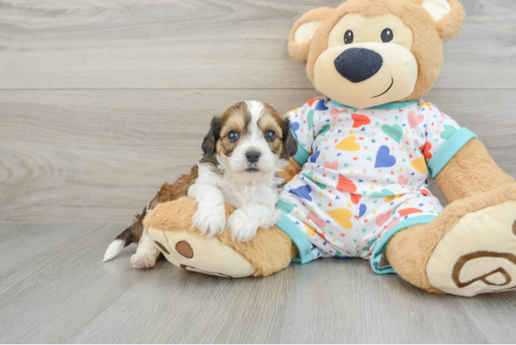 Cavachon Puppy for Adoption