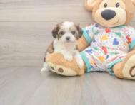 6 week old Cavachon Puppy For Sale - Simply Southern Pups