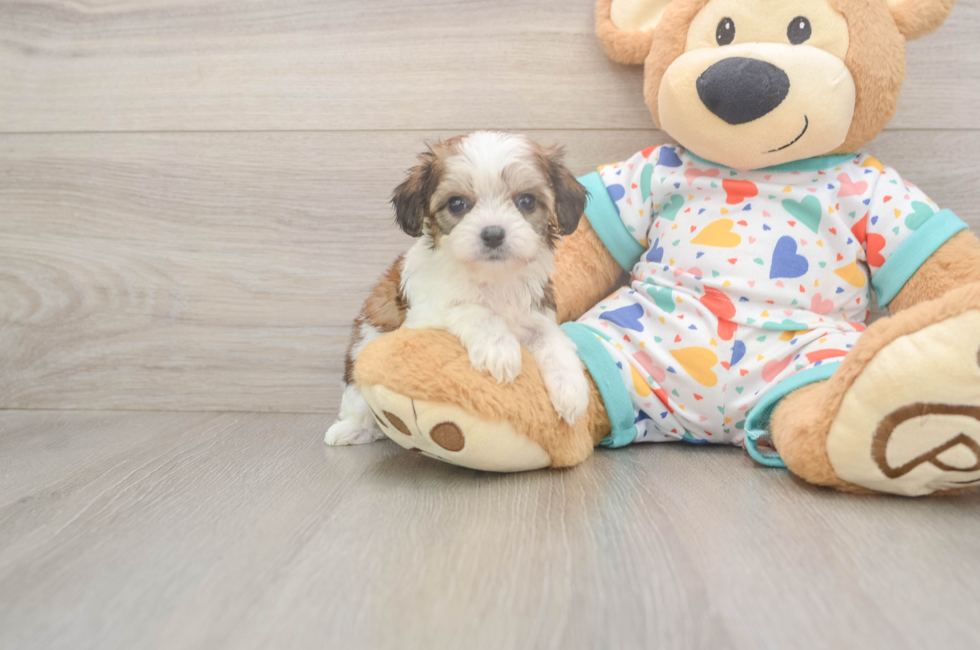 6 week old Cavachon Puppy For Sale - Simply Southern Pups