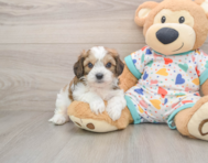 5 week old Cavachon Puppy For Sale - Simply Southern Pups