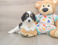 6 week old Cavachon Puppy For Sale - Simply Southern Pups
