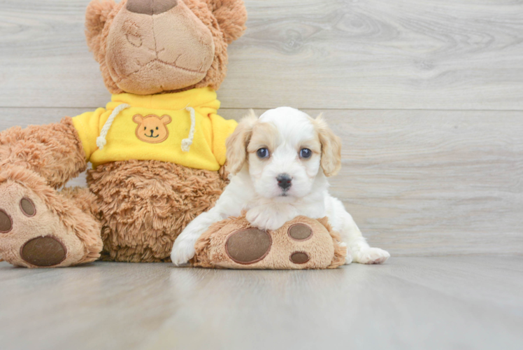 Cavachon Pup Being Cute