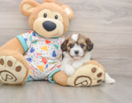 5 week old Cavachon Puppy For Sale - Simply Southern Pups