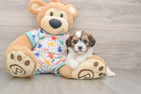 Cavachon Puppy for Adoption