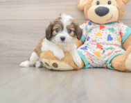 6 week old Cavachon Puppy For Sale - Simply Southern Pups